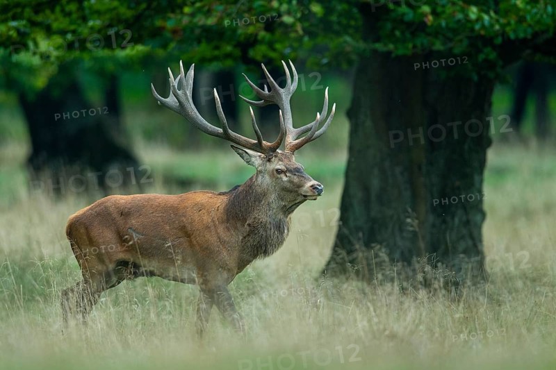 Red deer (Cervus elaphus) in rut, Klamptenborg, Copenhagen, Denmark