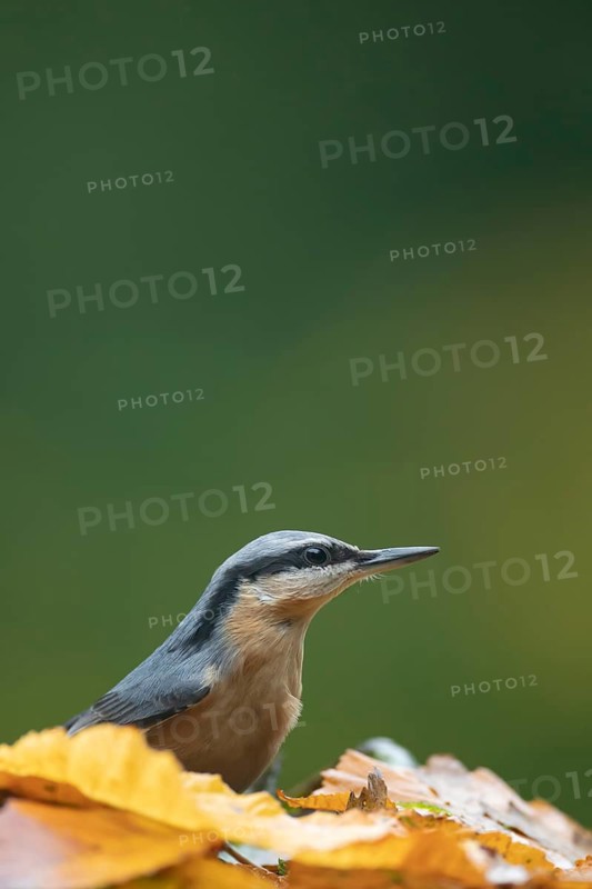 Eurasian nuthatch (Sitta europaea) adult bird on fallen autumn colour tree leaves in a woodland, England, United Kingdom
