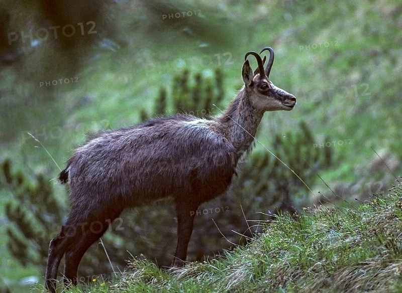Artiodactyla, chamois, even-toed ungulate, chamois, cloven-hoofed, rupicapra rupicapra, chamois, deer, leo, mammals, mammals