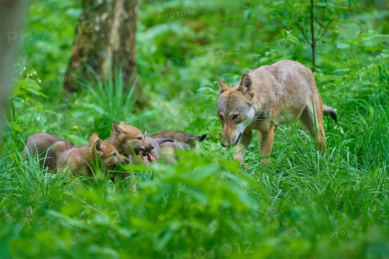 Wolves with their cubs, surrounded by green woodland, summer, wolf (Canis lupus), Germany
