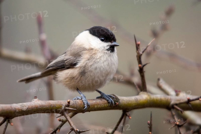 Marsh tit, parus palustris, poecile palustris, swamp tit, birds, tits, passeri, songbirds, tits, birds