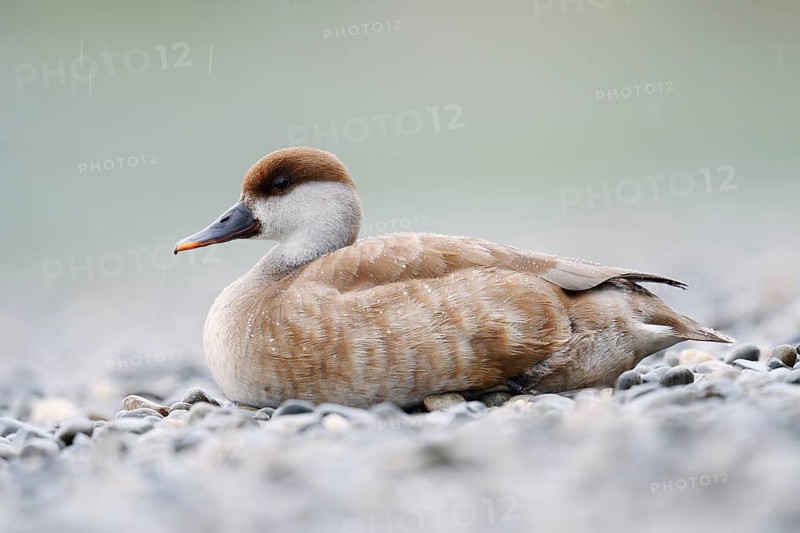 Red-crested Pochard (Netta rufina), female resting on the shore, Lake Constance, Baden-Württemberg, Germany