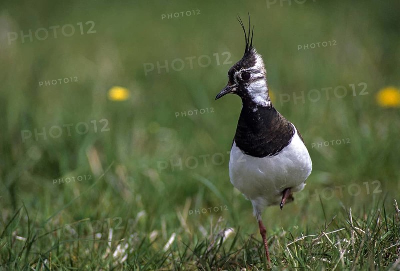 Lapwing, vanellus vanellus, birds, charadriiformes, limikolen, plovers, birds, waders, waders