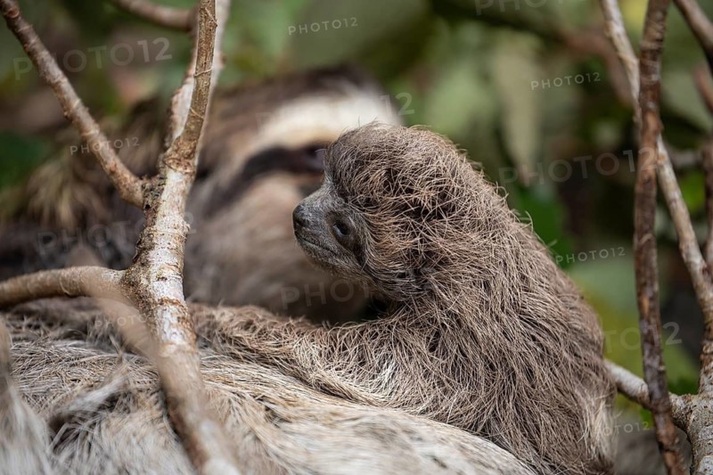 Close up of a cute baby three-toed sloth (Bradypus variegatus) resting on its mother's belly. Manzanillo, Limon, Costa Rica