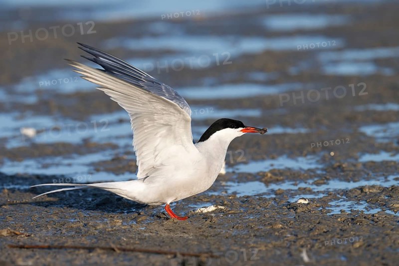 Common Tern (Sterna hirundo), Texel, Netherlands
