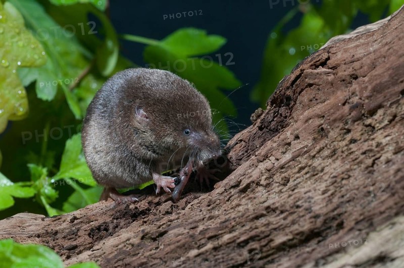 Common shrew, insectivora, insectivora, sorex araneus, wood shrew, mammals, shrew, mammals