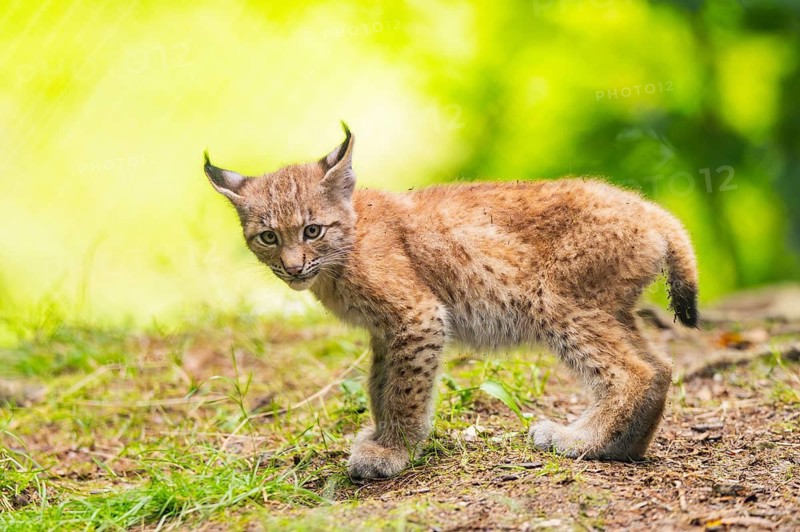 Eurasian lynx (Lynx lynx) youngster (cub) standing in a forest, Bavaria, Germany