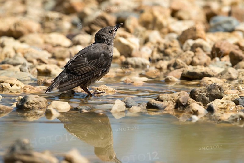 Star, Starling, Sturnus Vulgaris, Bath, Bird Bath, Birds, Adolescent, Juvenile, Passeri, Songbirds, Potion, Birdbath, Birds, Watering Place