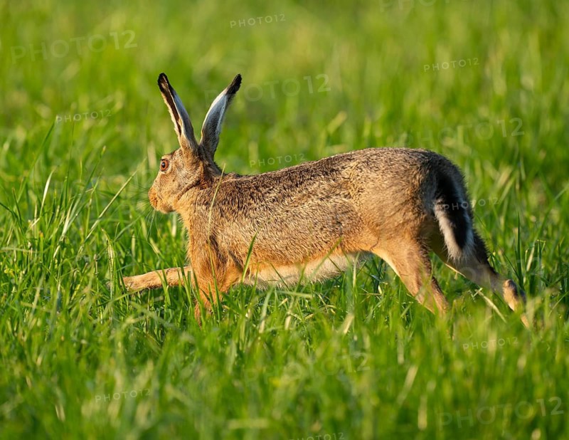 European hare (Lepus europaeus) running across a green meadow, wildlife, Lower Saxony, Germany