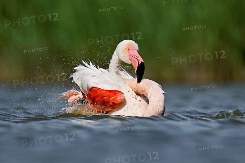 A greater flamingo (Phoenicopterus roseus) bathing in a pond, Camargue Regional Nature Park, southern France