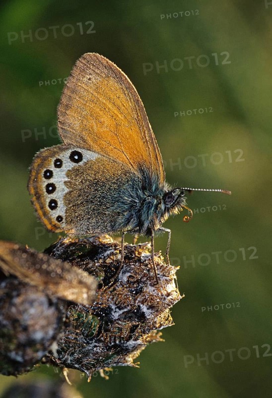 Alpine haybutterfly, alpine meadowbird, alpine heath, coenonympha Gardetta, Slovenia, Triglav national park, butterfly, high size, portrait format, insects, Leo, national park, butterfly, butterflies, triglav