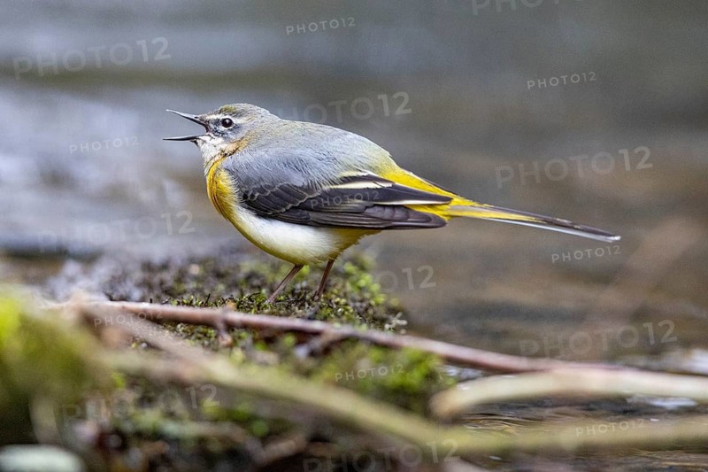 Grey wagtail (Motacilla cinerea) Germany