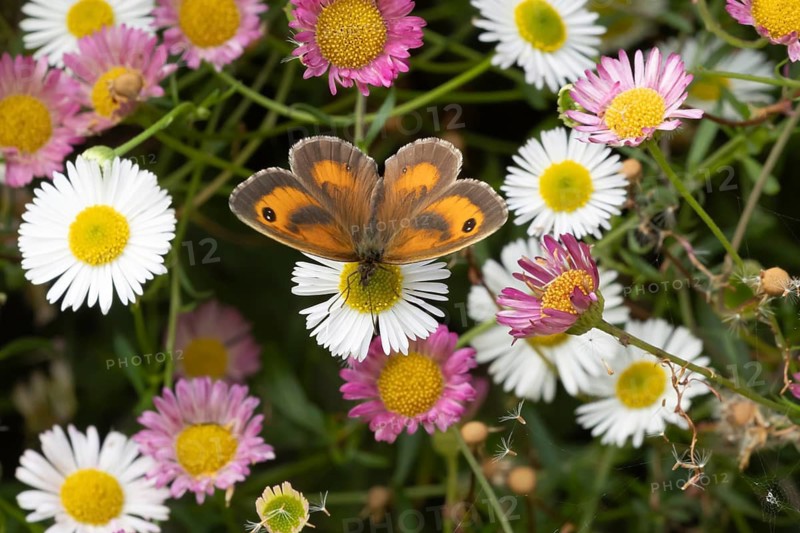 Gatekeeper butterfly (Pyronia tithonus) adult insect feeding on garden Mexican fleabane flowers, Somerset, England, United Kingdom