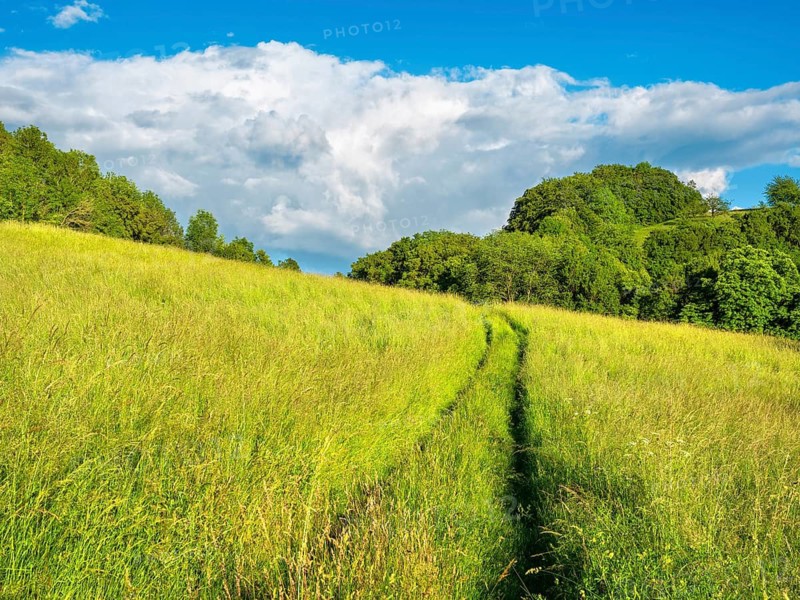 Hiking trail through a high, species-rich meadow under a blue sky with stormy clouds in spring, Saale-Orla district, Thuringia, Germany