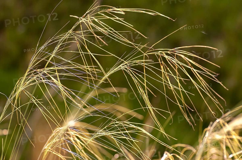 Dwarf feathergrass, hairgrass, hairy feathergrass, pingrass, poaceae, stipa capillata, sweet grasses, flora, plants, plants, steppe lawns