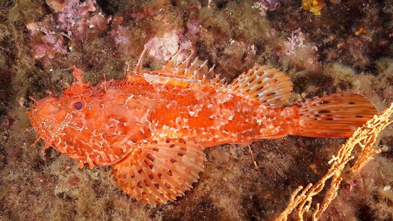 A red scorpionfish (Scorpaena scrofa) lies on the seabed amongst the corals, at the Giens Peninsula dive site, Hyères, Porquerolles, Provence, Côte d'Azur, Mediterranean Sea, France