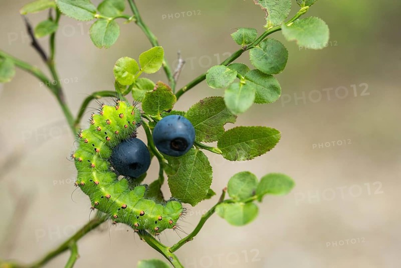 Emperor Moth, Little Peacock Eye, Saturnia Pavonia, Butterfly, Inchworm, Insects, Moths, Moths, Moth, Caterpillar, Butterfly