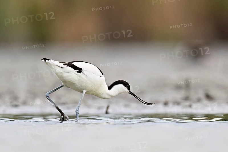 Avocet (Recurvirostra avosetta), standing in shallow water whilst foraging, Camargue Regional Nature Park, southern France