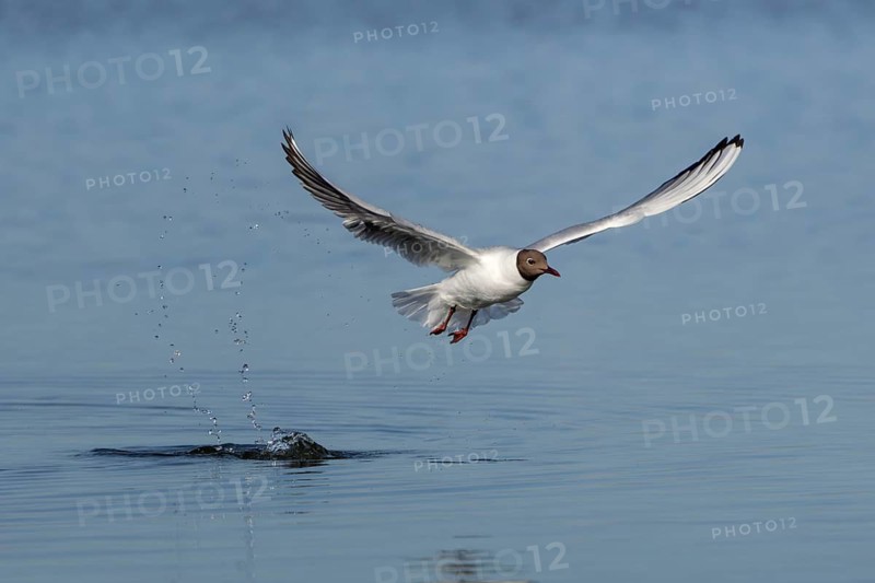 A black-headed gull (Chroicocephalus ridibundus) fails in its attempt to catch young herring (Clupea harengus), fishing, hunting fish, beach bird, coastal bird, Eidersperrwerk, June, Germany