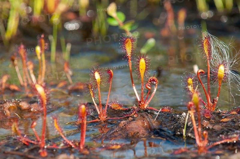 Drosera longifolia, Droseraceae, English sundew, Finland, long-leaf sundew, sundew, flora, great sundew, plants, sundew