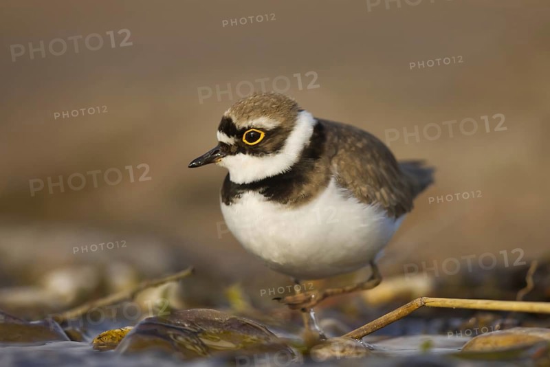 Little Ringed Plover (Charadrius dubius) female foraging, North Rhine-Westphalia, Germany