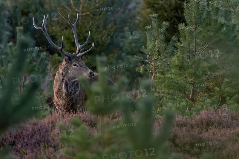 The red deer (Cervus elaphus) in the heather (Calluna vulgaris) listens attentively to an opponent roaring in the distance, heath landscape, blooming, heather blossom, Krondyr, rutting season, red deer rut, red deer rut, September, Denmark