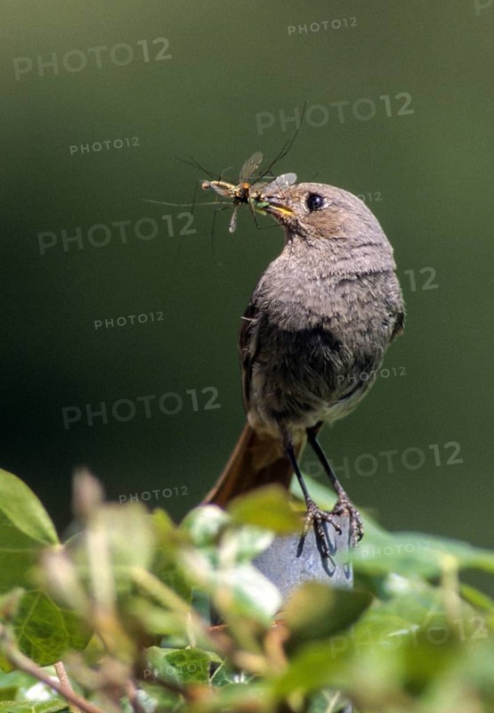 Black redstart, house redtail, Phoenicurus ochruros, birds, feeding, female, feeding, leo, passeri, songbirds, birds, female