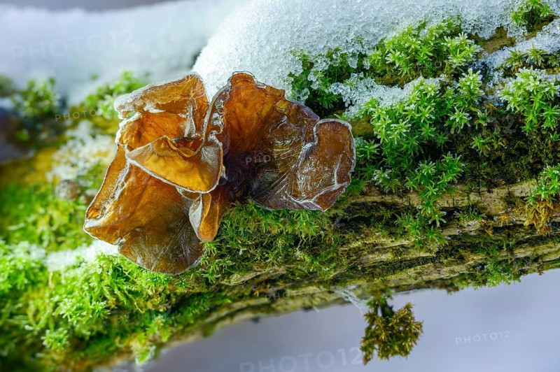 Auricularia auricula-judae, auricularia sambucina, black fungus, Chinese morel, hirneola auricula judae, elderberry mushroom, eldersponge, jew's ear, judas ear, mu-err, earlobe fungus, fungus, ice, jelly ear, mushrooms, snow, winter, wood ear