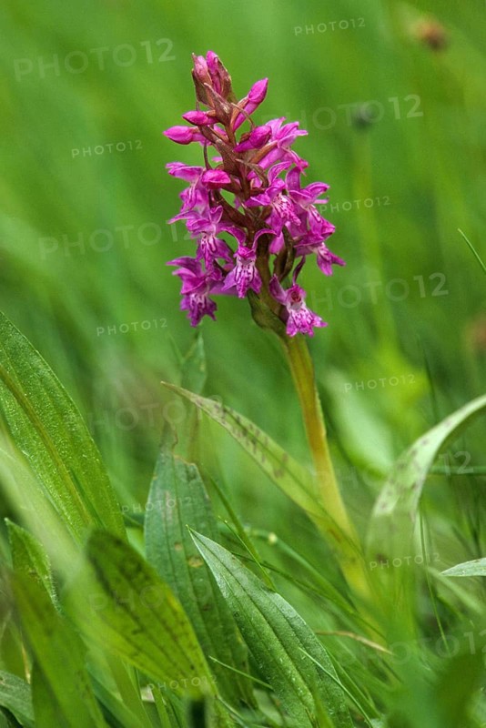 Broad-leaved fingerroot, broad-leaved marsh orchid, dactylorhiza majalis, orchid herb, orchidaceae, orchids, orchids, orchids, broad-leaved marsh orchid, fan orchid, flora, high size, portrait, plants, plants