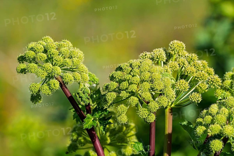 Medicinal angelica or Garden angelica (Angelica archangelica), Iceland