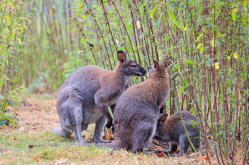 A family of red-necked wallaby (Macropus rufogriseus) sits on a cloudy day amidst tall, dense clumps of stinging nettles, eating the leaves. Eastern Australia, Tasmania, islands of Bass Strait