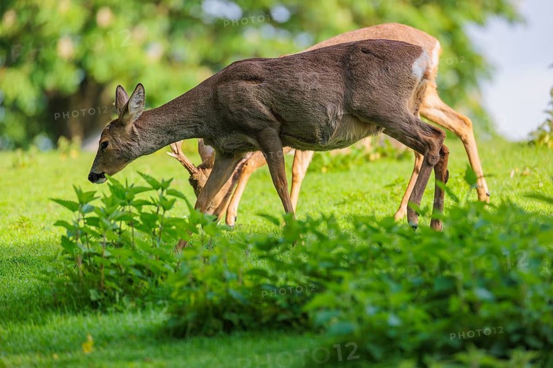 A female and a male roe deer (Capreolus capreolus) walk across a green meadow dotted with nettle bushes on a sunny day. Bavaria, Germany