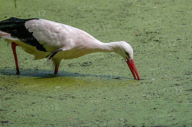 Ciconia ciconia, white stork, birds, ciconiiformes, walking birds, stork, stork, stork, storks, birds