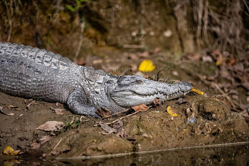 Swamp crocodile, mugger (Crocodylus palustris) on a riverbank, Rapti River, jungle, Chitwan National Park, Nepal