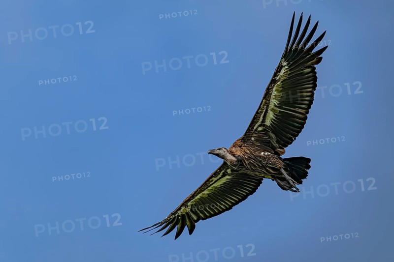 Vulture, Bengal vulture, white-rumped vulture (Gyps bengalensis), Chitwan National Park, jungle, Nepal