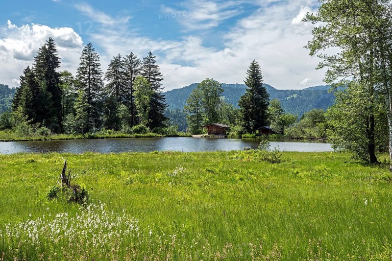 Marsh pond, Oberstdorf, Oberallgäu, Allgäu, Bavaria, Germany