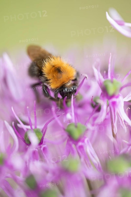 Tree bumblebee (Bombus hypnorum) adult bee insect feeding on a garden purple Allium flower in summer, Suffolk, England, United Kingdom