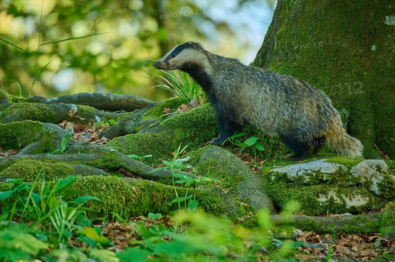 A badger on mossy ground next to a tree in a dense forest, European badger (Meles meles), Slovenia