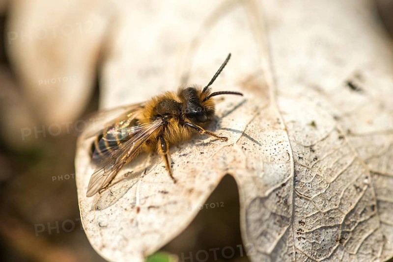 Andrena cf. nigroaenea, Andrena nigroaenea, apiformes, bees, buffish mining bee, ore-colored sand bee, hymenoptera, sand bee, insects, males, males