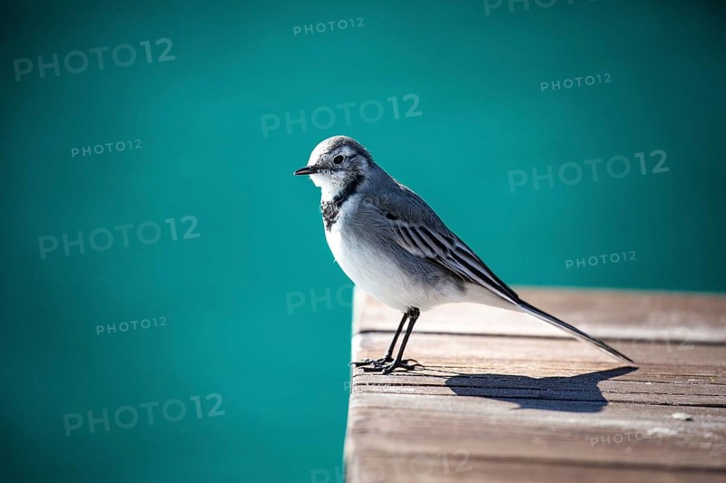 A small bird perched on a wooden jetty against a turquoise background, white wagtail (Motacilla alba), resting spot, habitat, foraging, bird, birds, animals, songbird, family of stilts and pipits, Norway