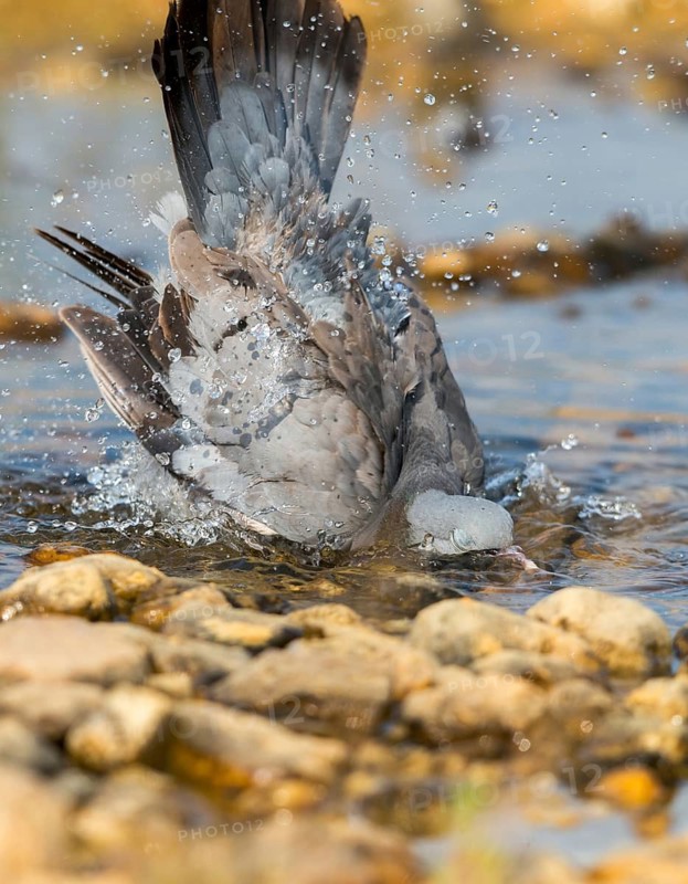 Columba oenas, hollow dove, stock pigeon, bath, bathe, bird bath, birds, columbidae, doves, high size, portrait format, pigeons, drinking, birdbath, birds, watering place