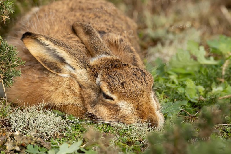 European brown hare (Lepus europaeus) adult animal sleeping in a grassland, England, United Kingdom