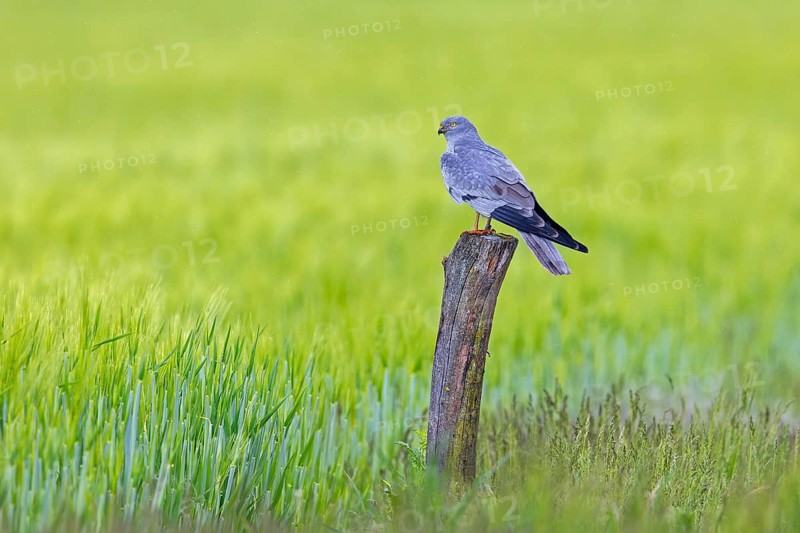 Montagu's harrier (Circus pygargus) adult male perched on old wooden fence post in wheat field, cornfield in spring