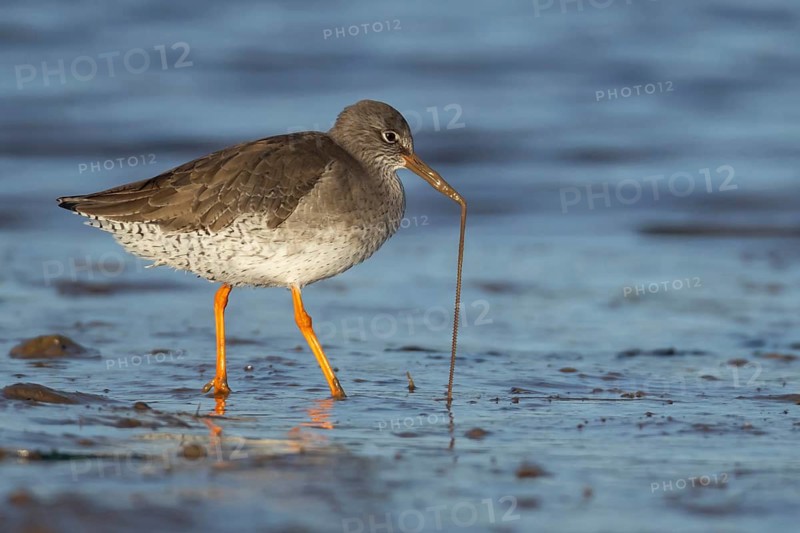 Common redshank (Tringa totanus) adult wading bird pulling a lug worm for food from a mudflat, Norfolk, England, United Kingdom