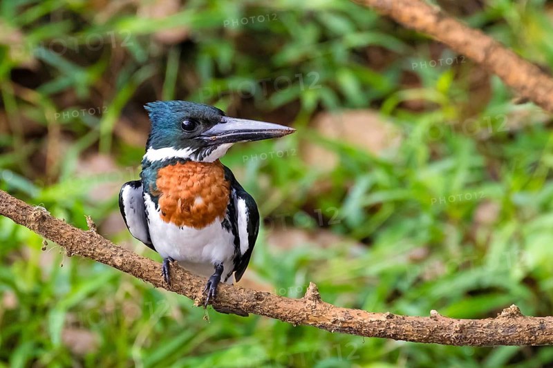 Male Amazon kingfisher, (Chloroceryle amazonas), perched, animals, birds, habitat, Costa Rica, Central America