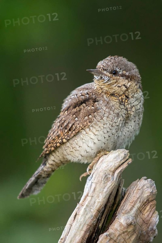 Jynx Torquilla, Wryneck, Birds, High Size, Portrait Format, Piciforms, Woodpeckers, Birds, Woodpecker