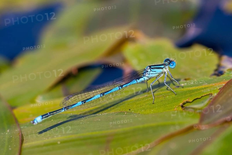 Azure damselfly, cercion lindenii, goblet-marked damselfly, cup azuremaid, sapphire eye, damselflies, dragonflies, Greece, insects, leo, dragonflies, male, odonata, zygoptera