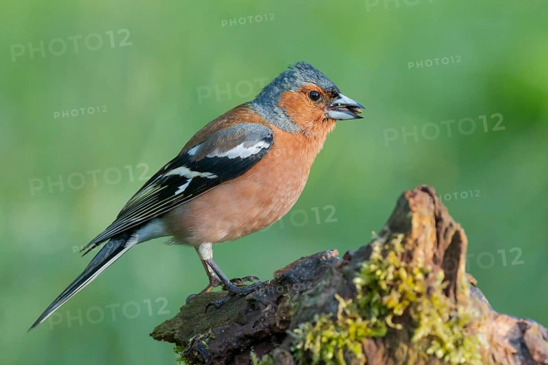 Common Chaffinch (Fringilla coelebs) male, Lower Saxony, Germany