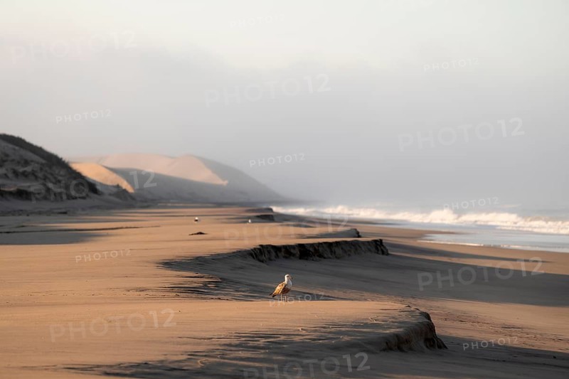 Waves burn on the Atlantic coast, sandy beach in the Namib Desert, desert landscape, Namib Naukluft Park, Namib Desert, Namibia