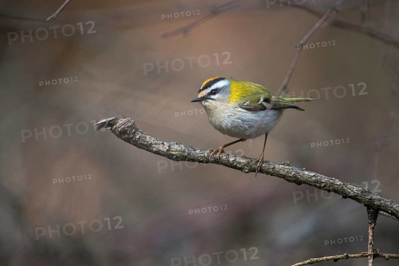 Common firecrest, golden chickens, regulus ignicapillus, golden chickens, birds, passeri, songbirds, songbirds, birds